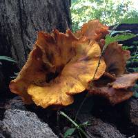 Omphalotus illudens image