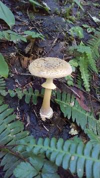 Amanita augusta image