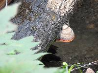 Fomitopsis pinicola image