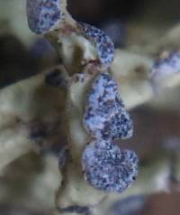 Niebla cephalota image