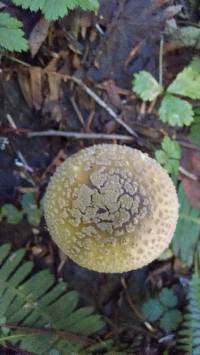 Amanita augusta image