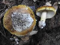 Amanita calyptroderma image