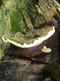 Ganoderma applanatum image