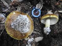 Amanita calyptroderma image