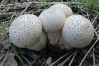 Lycoperdon perlatum image