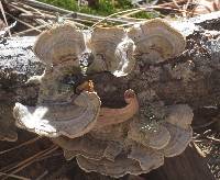 Trametes versicolor image