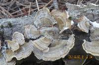 Trametes versicolor image