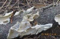 Trametes versicolor image