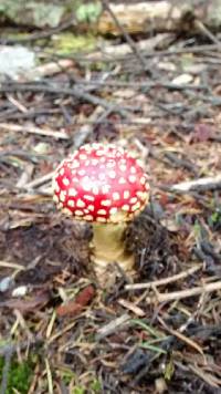 Amanita muscaria image