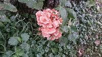 Laetiporus sulphureus image