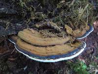 Ganoderma applanatum image