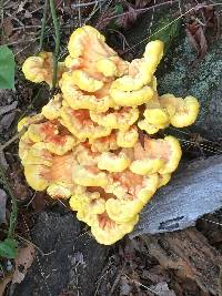 Laetiporus sulphureus image