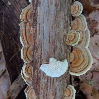 Trametes versicolor image