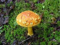 Amanita flavoconia image