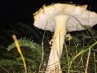 Amanita muscaria image