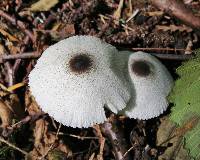 Leucocoprinus brebissonii image