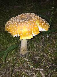 Amanita muscaria var. guessowii image