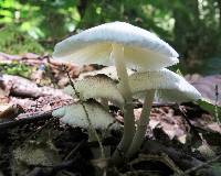 Leucocoprinus brebissonii image