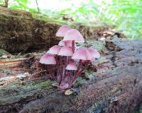 Mycena haematopus image