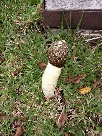 Phallus impudicus var. impudicus image