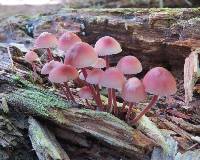 Mycena haematopus image