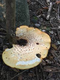 Polyporus squamosus image