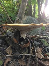 Polyporus squamosus image