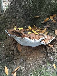 Ganoderma applanatum image