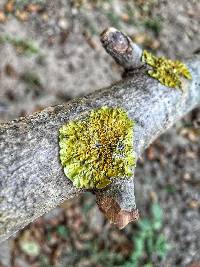 Xanthoria parietina var. parietina image