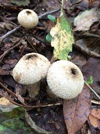 Lycoperdon perlatum image