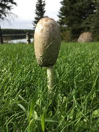 Coprinus comatus image