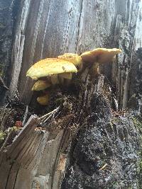 Pholiota aurivella image