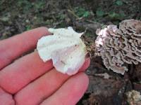 Trametes versicolor image