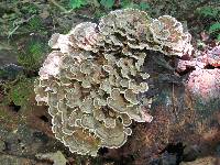 Trametes versicolor image