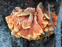 Laetiporus conifericola image