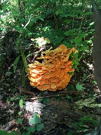 Laetiporus sulphureus image