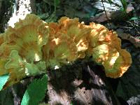 Laetiporus sulphureus image