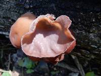 Auricularia auricula-judae image