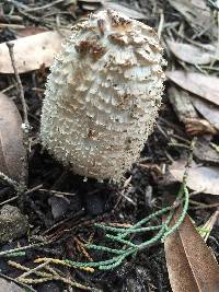 Coprinus comatus image