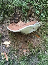 Ganoderma applanatum image