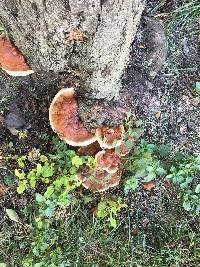 Ganoderma lucidum image