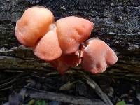 Auricularia auricula-judae image