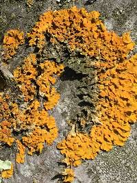 Xanthoria parietina var. parietina image