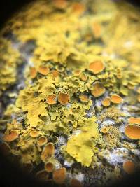 Xanthoria parietina var. parietina image