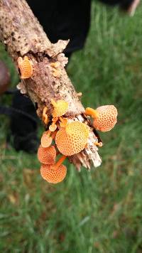 Favolaschia calocera image