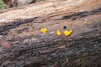 Tremella mesenterica image