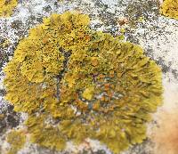 Xanthoria parietina var. parietina image