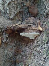 Ganoderma applanatum image