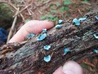 Chlorociboria aeruginascens image