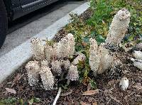 Coprinus comatus image